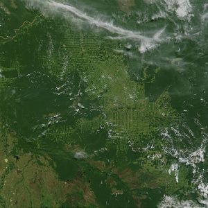 В Сколково предложили систему мониторинга лесов с помощью технологии дистанционного зондирования Земли из космоса